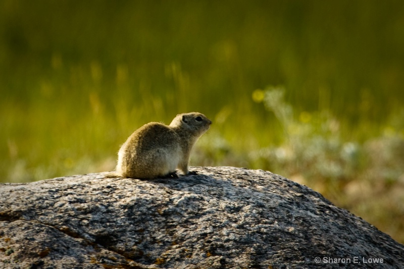 Yellow-bellied Marmot, Rocky Mountain National Par - ID: 9167848 © Sharon E. Lowe
