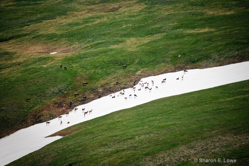 Herd of Elk in snow; Rocky Mountain National Park - ID: 9167860 © Sharon E. Lowe