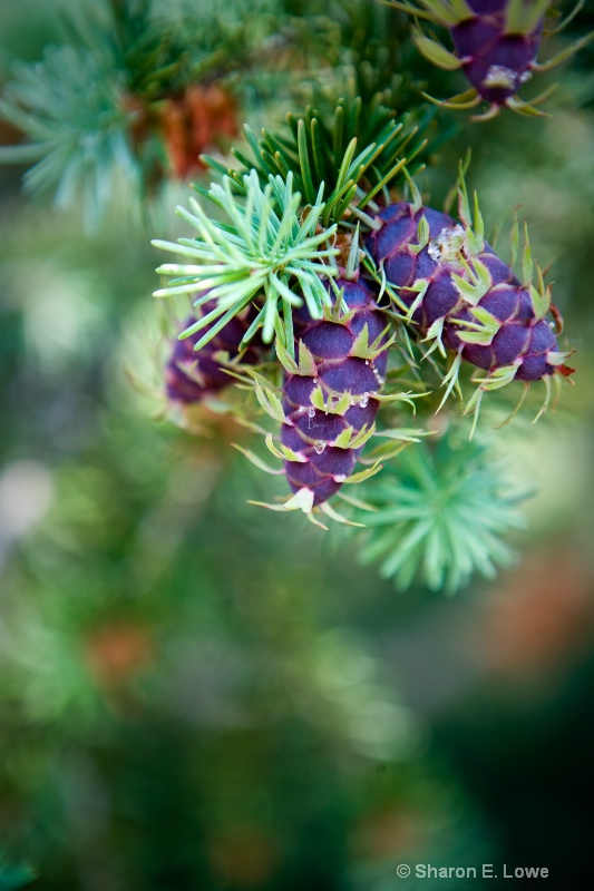 Pine cones, Rocky Mountain National Park - ID: 9167868 © Sharon E. Lowe