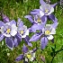 © Sharon E. Lowe PhotoID # 9167888: Wild Blue Columbine