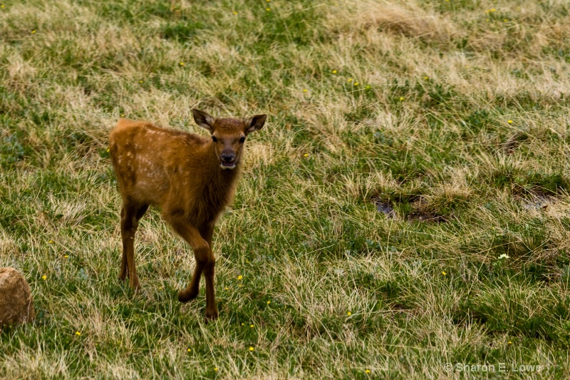 Baby Elk, Rocky Mountain National Park, Colorado - ID: 9167893 © Sharon E. Lowe