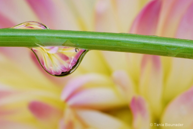 Reflection in drop