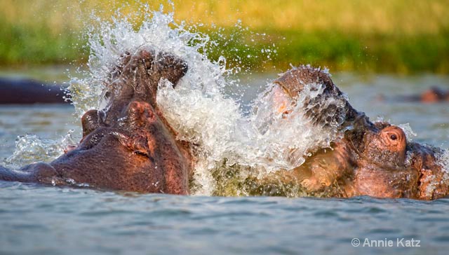a hippo fight - ID: 9168996 © Annie Katz