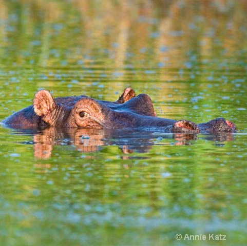 hippo 2 - ID: 9169026 © Annie Katz