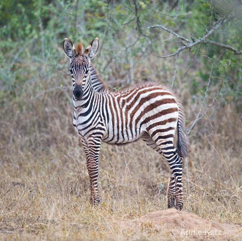 zebra baby - ID: 9169064 © Annie Katz