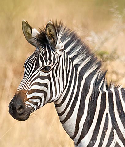 zebra face - ID: 9169065 © Annie Katz