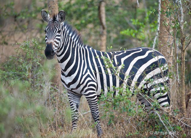 zebra in forest - ID: 9169066 © Annie Katz