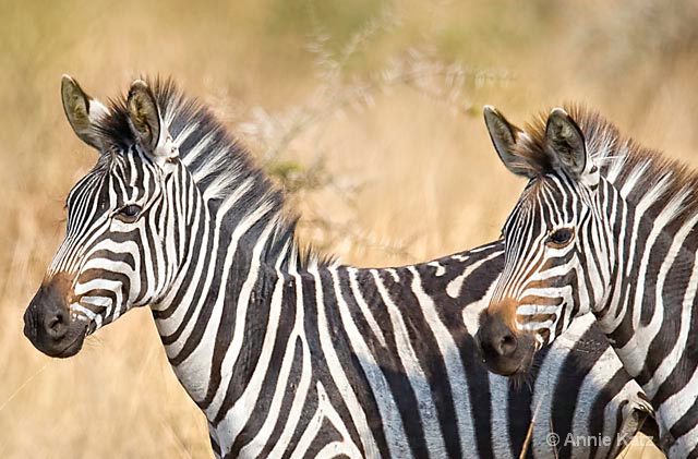 zebras 2 - ID: 9169068 © Annie Katz