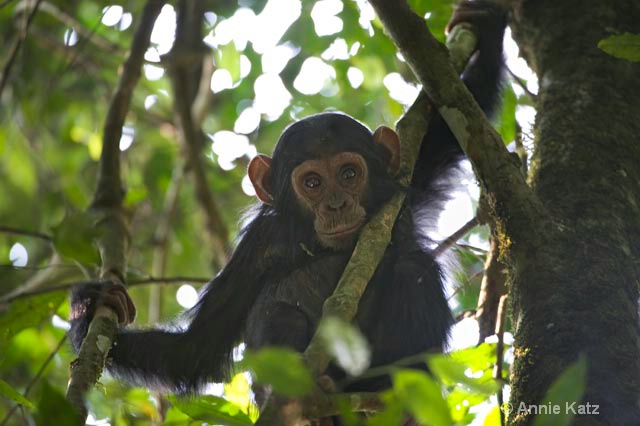 baby chimp in tree - ID: 9169079 © Annie Katz