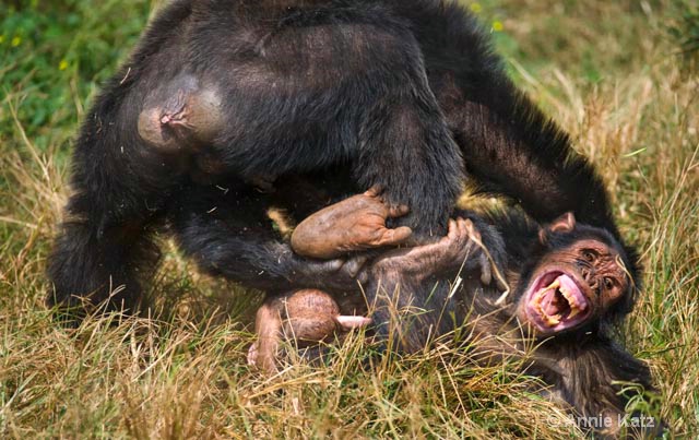 chimp fight 2 - ID: 9169084 © Annie Katz
