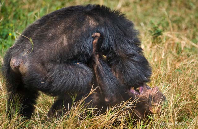 chimp fight 3 - ID: 9169085 © Annie Katz
