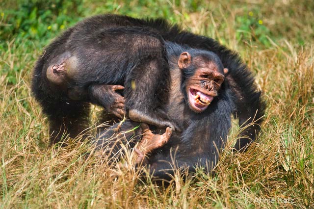 chimp fight - ID: 9169086 © Annie Katz