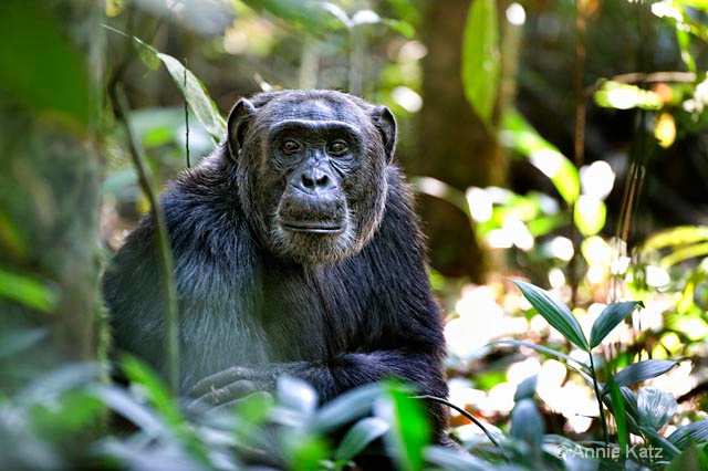 chimp in forest copy - ID: 9169088 © Annie Katz