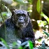 © Annie Katz PhotoID # 9169088: chimp in forest copy