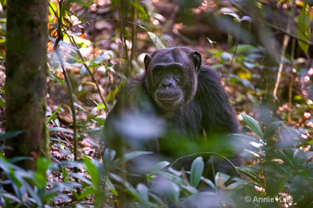 chimp in woods - ID: 9169091 © Annie Katz