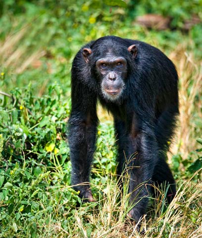 chimp on the move - ID: 9169092 © Annie Katz
