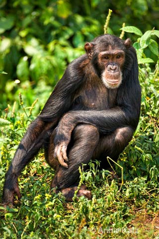 chimp pose  - ID: 9169093 © Annie Katz