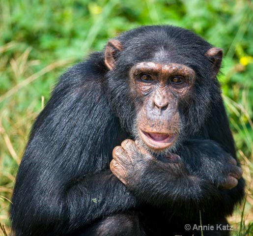 chimp - ID: 9169095 © Annie Katz