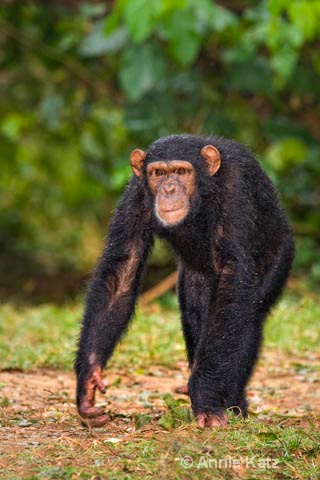 handsome chimp copy - ID: 9169100 © Annie Katz