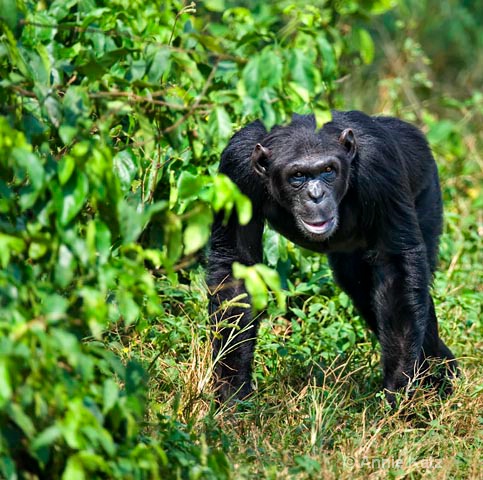 moving chimp - ID: 9169113 © Annie Katz