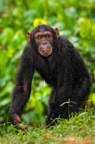 rainy day chimp2 - ID: 9169119 © Annie Katz