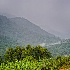 © Annie Katz PhotoID # 9169136: bwindi forest
