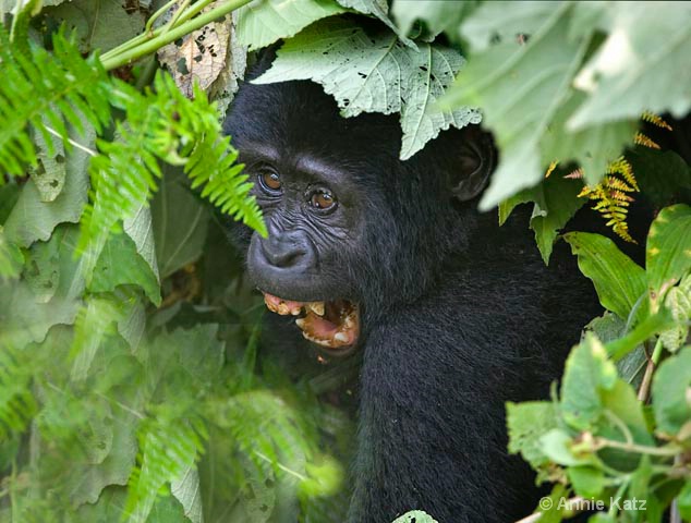 baby gorilla 1 - ID: 9169198 © Annie Katz