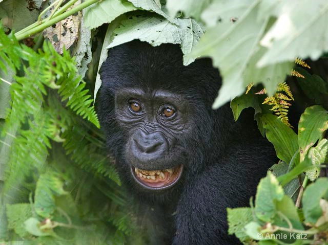baby gorilla 2 - ID: 9169199 © Annie Katz