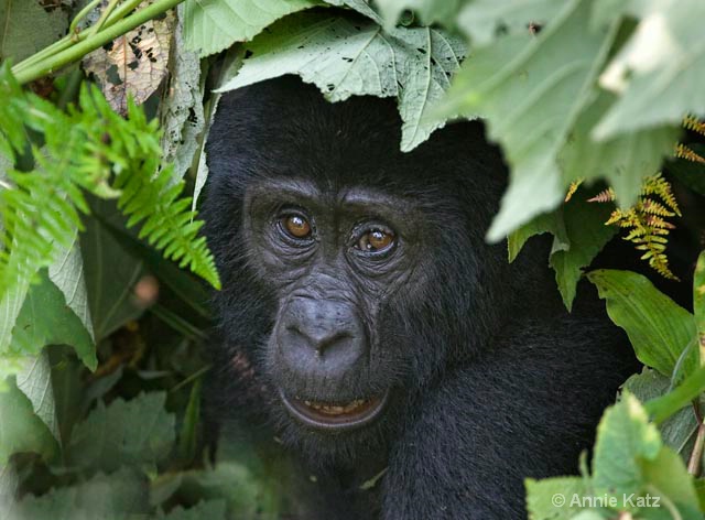 baby gorilla 3 - ID: 9169201 © Annie Katz