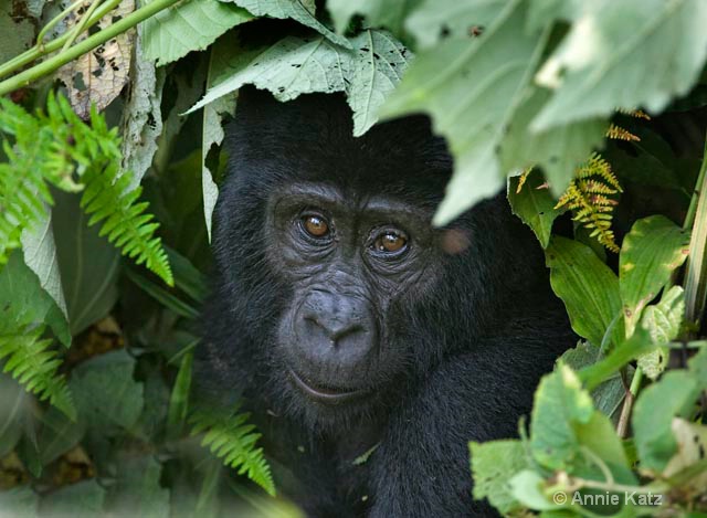 baby gorilla 4 - ID: 9169202 © Annie Katz