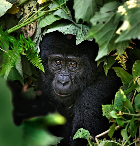 baby gorilla in bushes - ID: 9169203 © Annie Katz