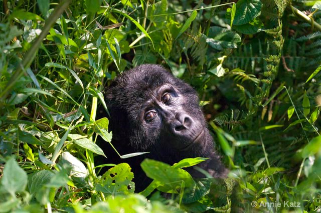 gorilla bushes - ID: 9169223 © Annie Katz