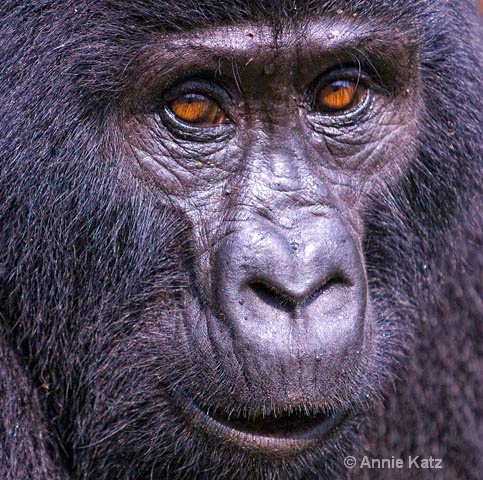 gorilla close up - ID: 9169224 © Annie Katz