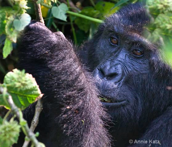 gorilla day - ID: 9169225 © Annie Katz