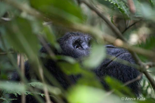 gorilla dreamin - ID: 9169226 © Annie Katz