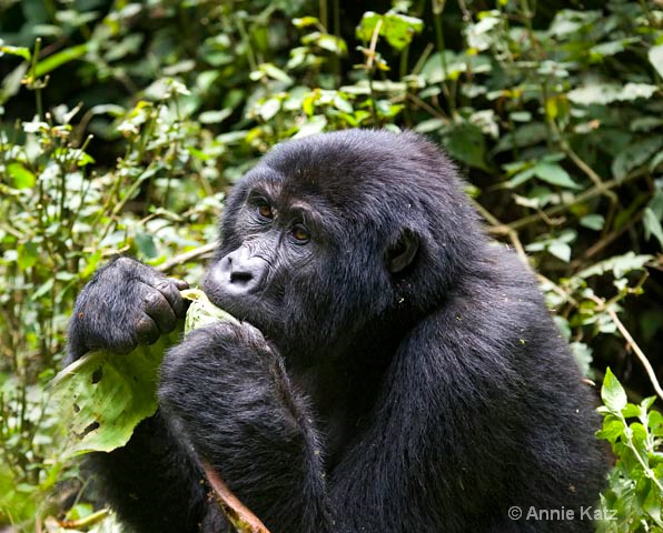 gorilla eating leaf - ID: 9169227 © Annie Katz