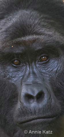 gorilla face up close - ID: 9169229 © Annie Katz