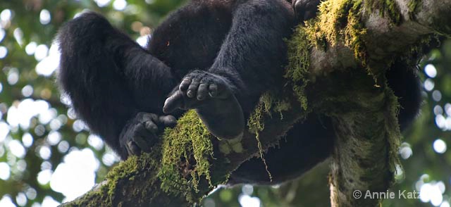 gorilla feet - ID: 9169232 © Annie Katz