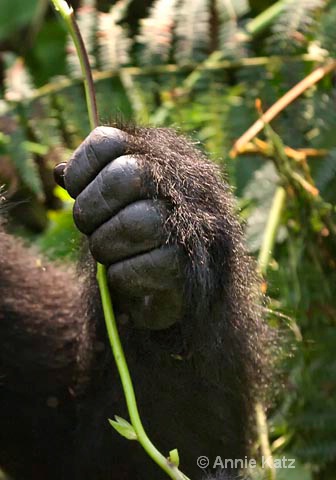 gorilla fingers - ID: 9169233 © Annie Katz