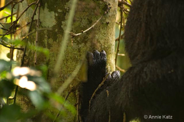 gorilla hand on tree - ID: 9169234 © Annie Katz