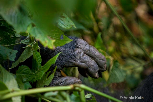 gorilla hand - ID: 9169235 © Annie Katz