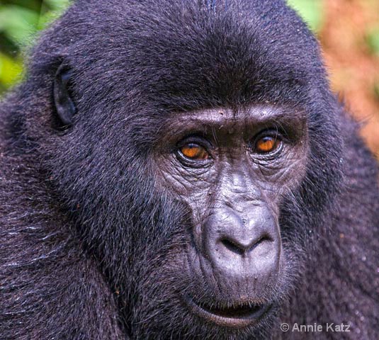 gorilla love - ID: 9169239 © Annie Katz