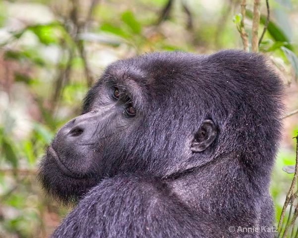 gorilla pose - ID: 9169240 © Annie Katz