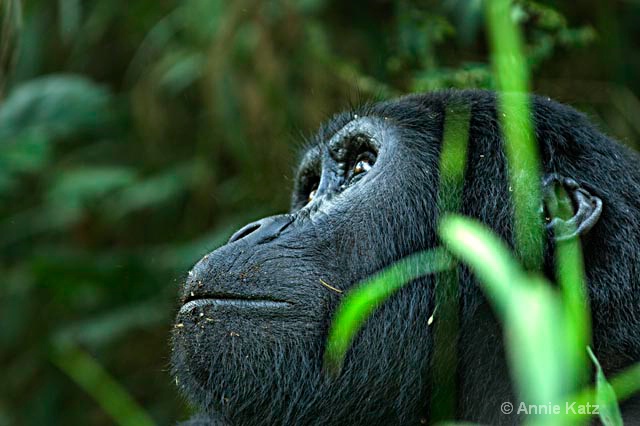 gorilla profile - ID: 9169241 © Annie Katz