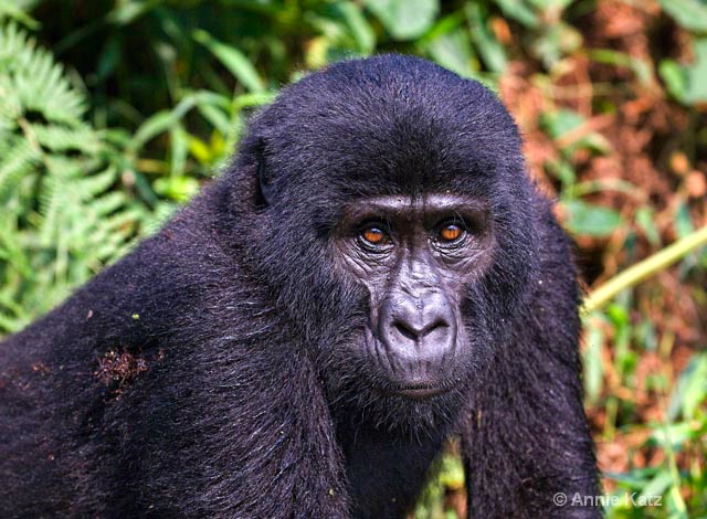 gorilla stance - ID: 9169243 © Annie Katz
