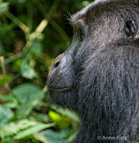 profile of gorilla - ID: 9169267 © Annie Katz
