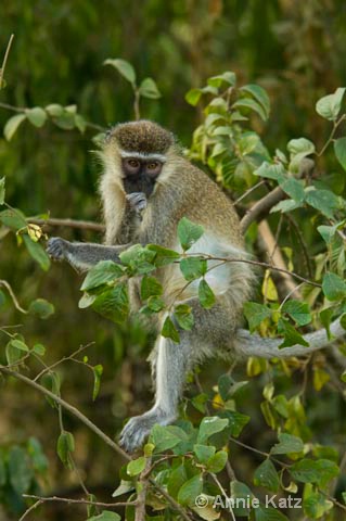 monkey - ID: 9169516 © Annie Katz
