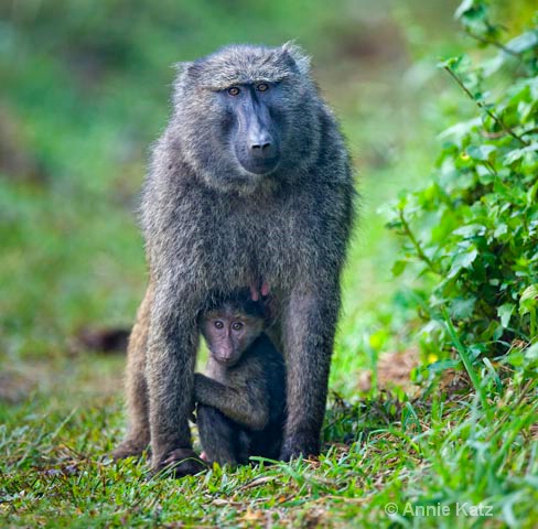 mother baboon   baby copy - ID: 9169525 © Annie Katz