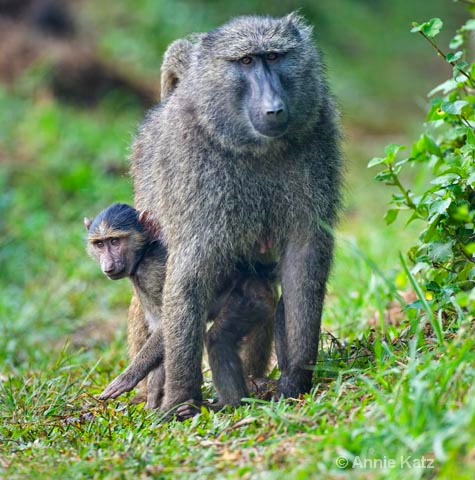 mother baboon   child - ID: 9169526 © Annie Katz