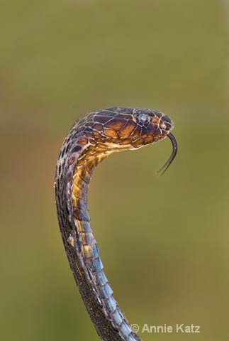 cobra profile - ID: 9169548 © Annie Katz